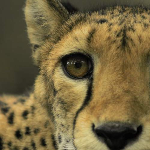 The Silent Gaze