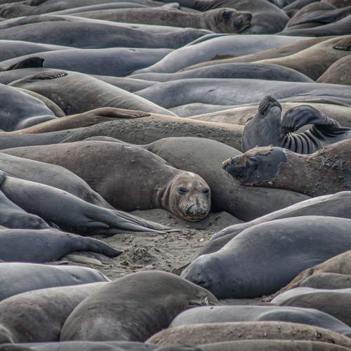 Sea of Silence