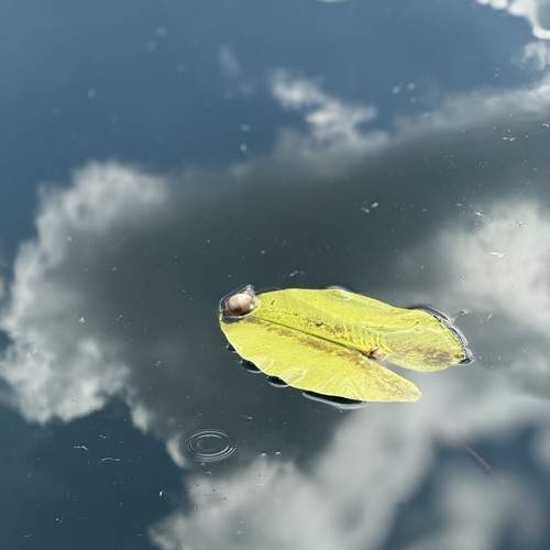 Photo #13583955