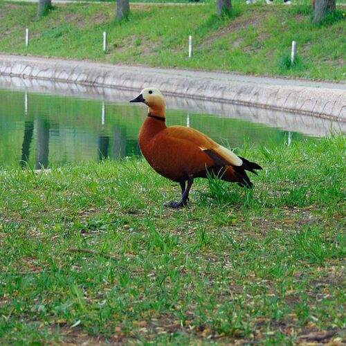 Photo #13585570