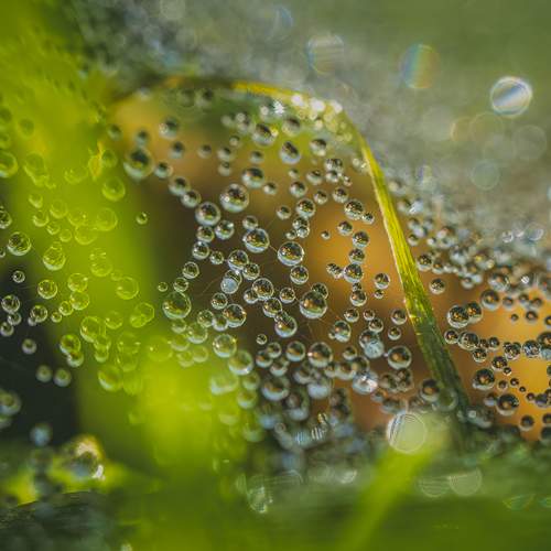 Threads of Morning