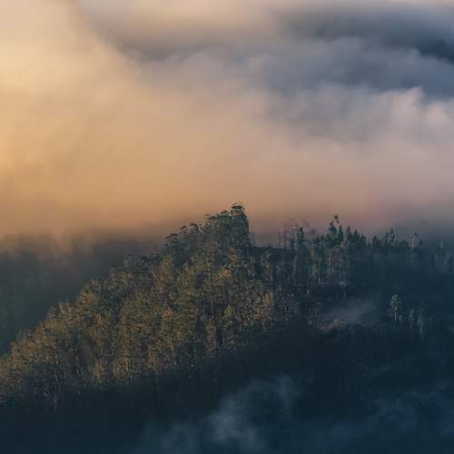 Golden Summit: An Island in the Mist
