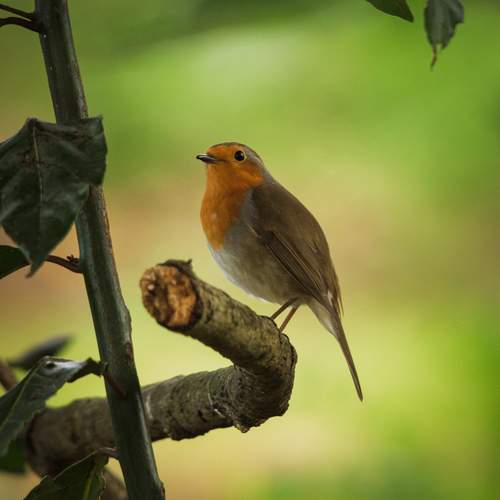 Guardian of the Green Silence