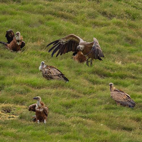 Guardians of the Hills
