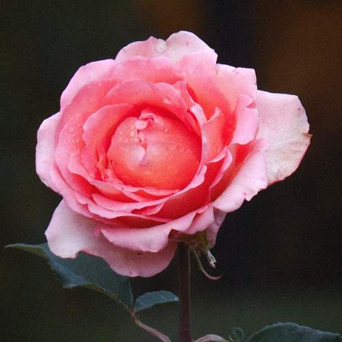 Photo #13587204