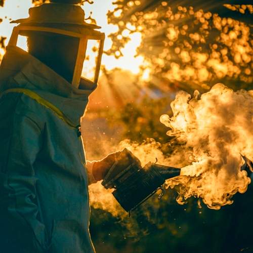 When light whispers… and bees sing