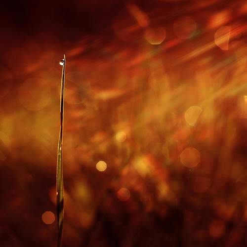 Photo #13588700