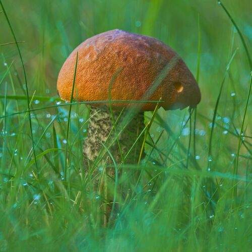 Photo #13588921
