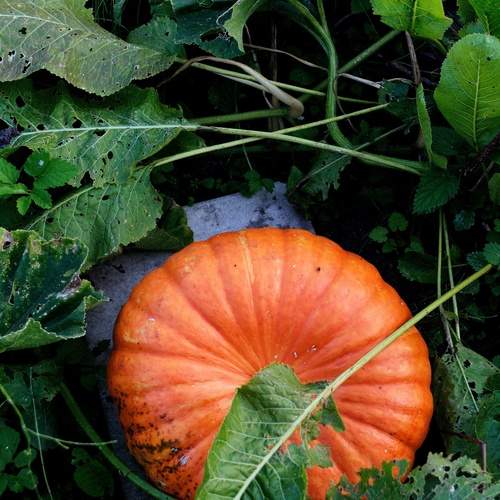 Photo #13589000