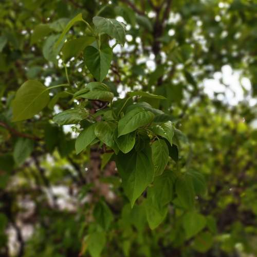 Photo #13589070