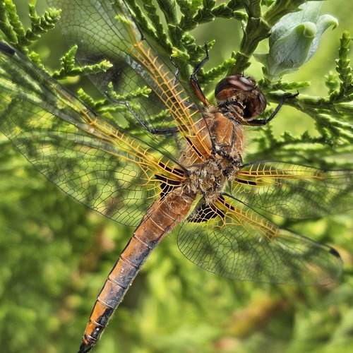 Photo #13589913