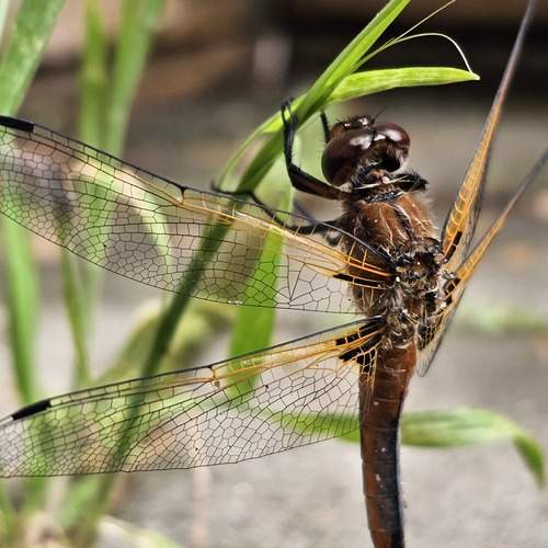 Photo #13589920