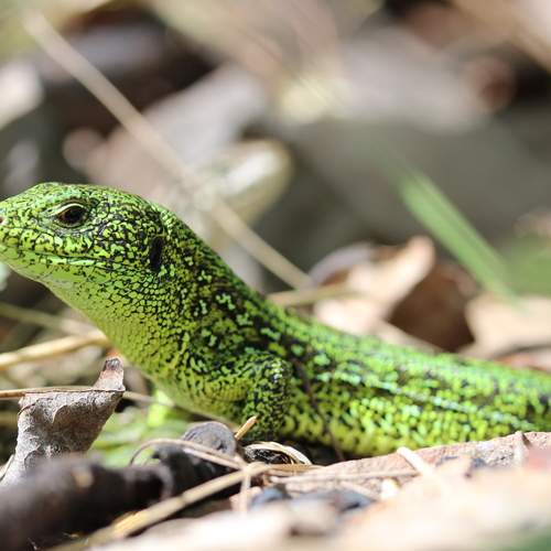 Photo #13590000