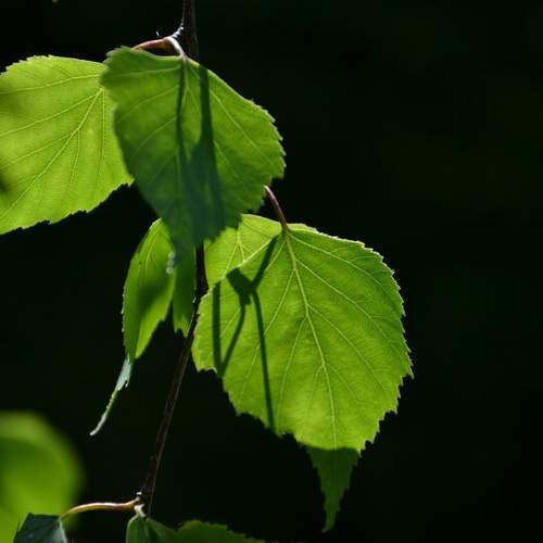 Photo #13590043