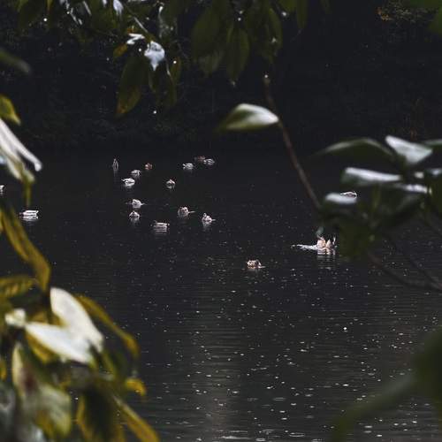 Photo #13590227