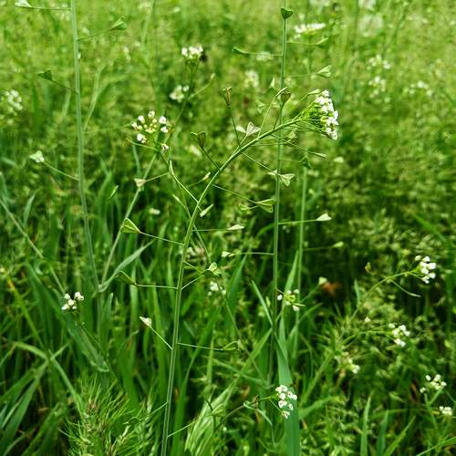 Photo #13590260