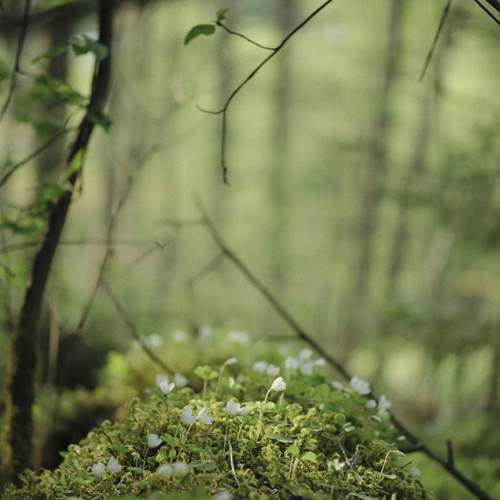 Photo #13590312