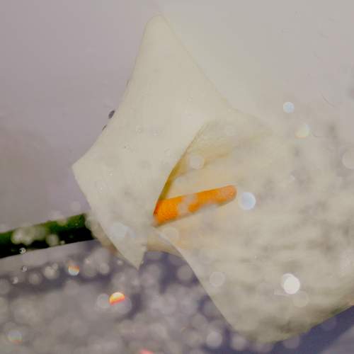 Photo #13590363