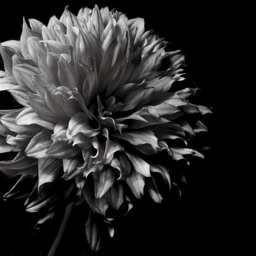 Black and White Dahlia