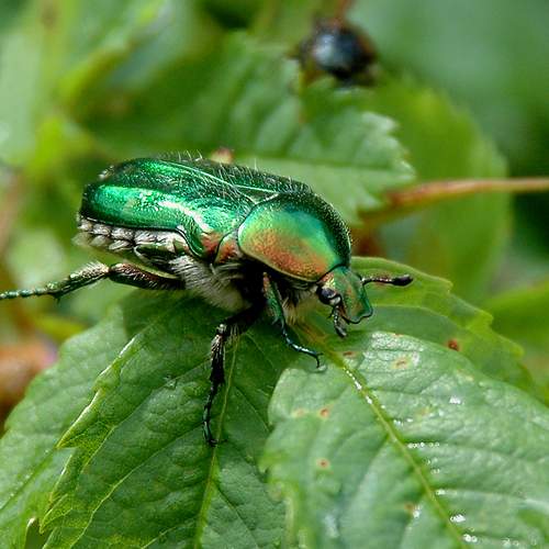 Photo #13591016