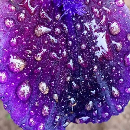 Photo #13591100