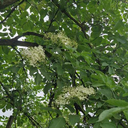 Photo #13591270
