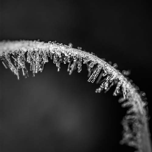 Line of Ice