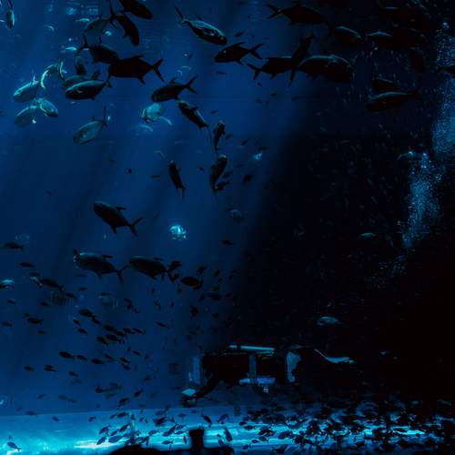 Photo #13591481