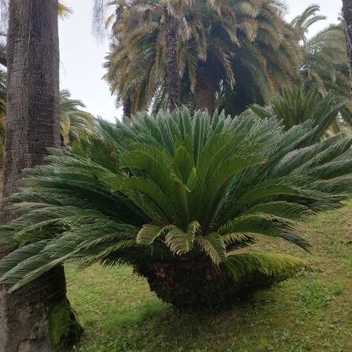 Photo #13591516