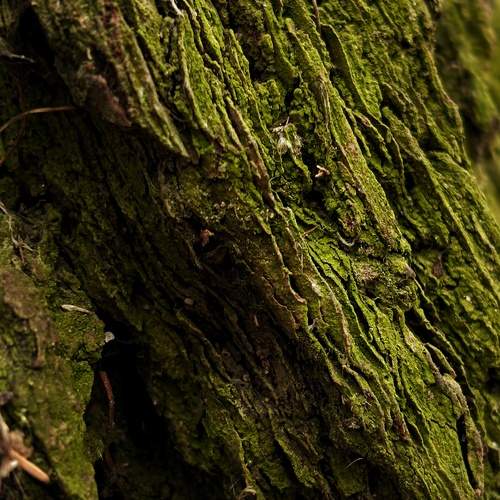 Photo #13591570