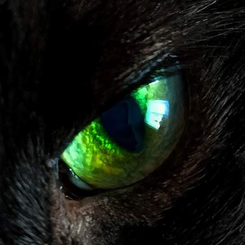 Photo #13591572