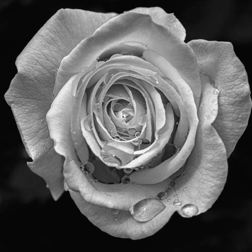 Tears of the White Rose of York