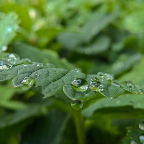 After rain