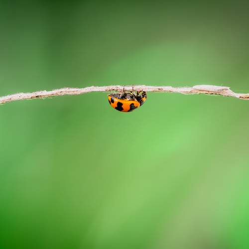 Photo #13592819