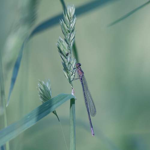 Photo #13593070