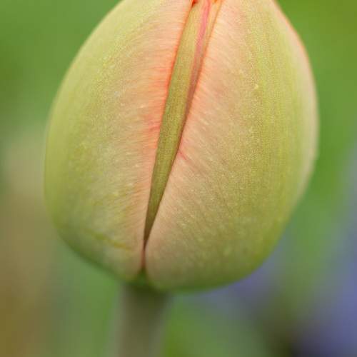 Photo #13593241