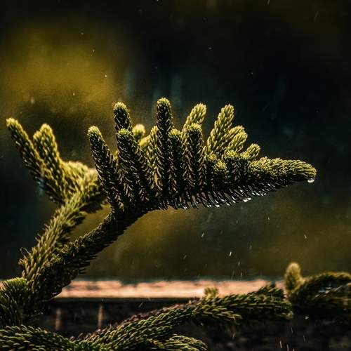 Tears of Nature