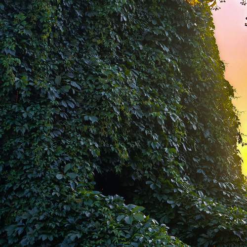 Photo #13593280