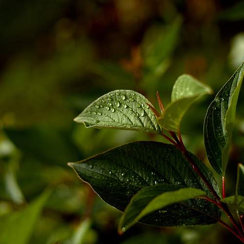 Photo #13593317
