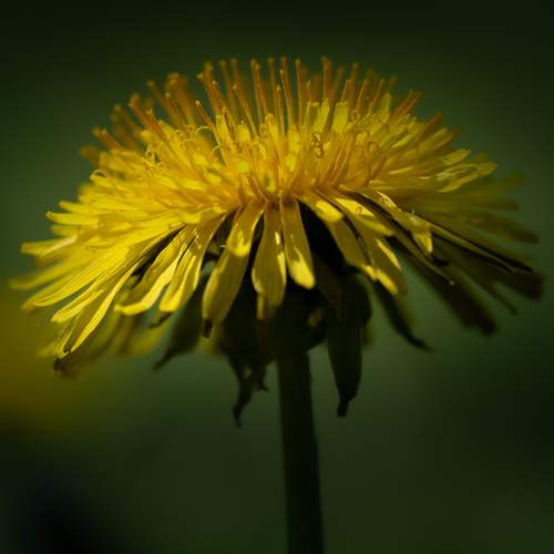 Photo #13593327