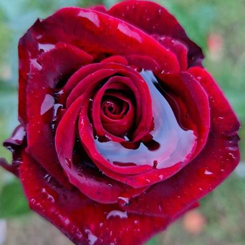 Photo #13593333