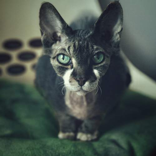 Photo #13593354