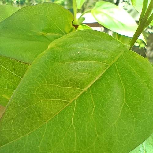 Photo #13593417