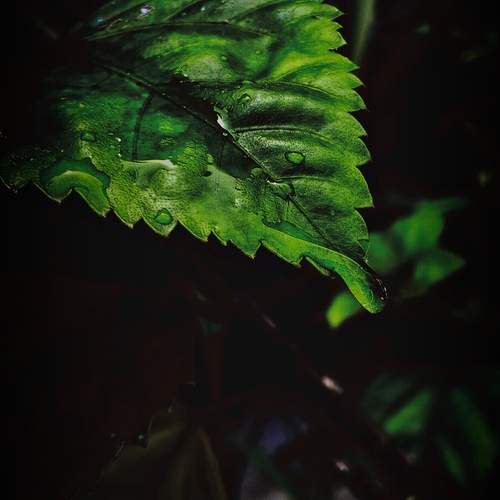 Photo #13593512
