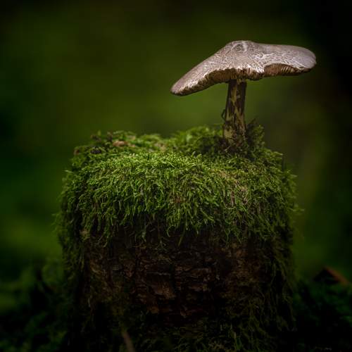 Photo #13593570