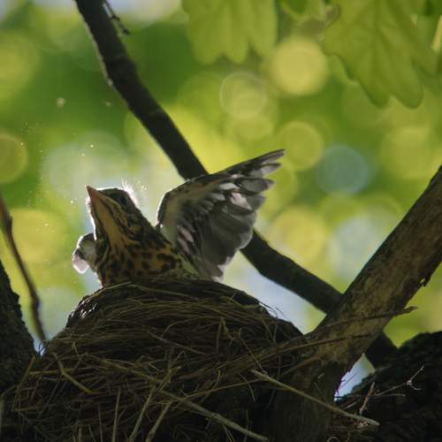 Photo #13593659