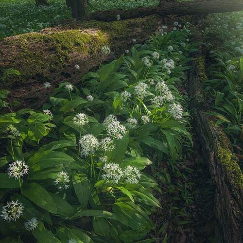 Photo #13593666
