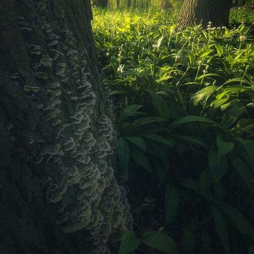 Photo #13593667