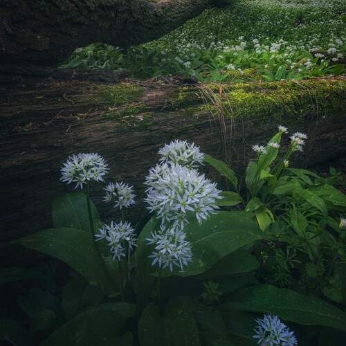 Photo #13593668