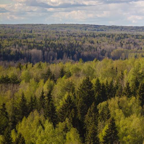 Шикарный лес